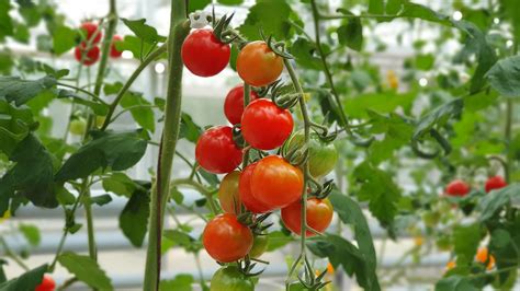 domates hangi bölgede yetişir